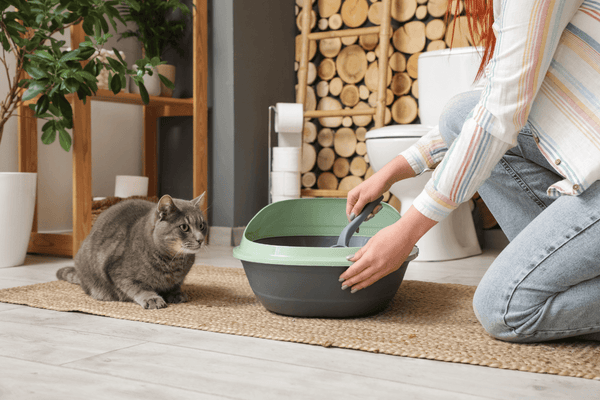 Person setting up a cat litter box with a cat observing in a home setting.